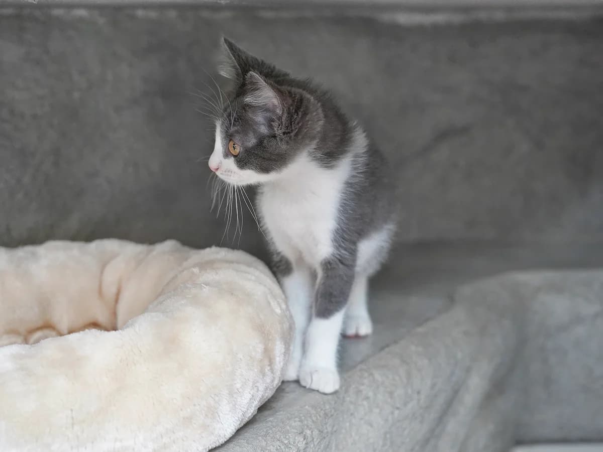 Cosmo, blau male puppy Mixed Breed Cat for adoption at Tierheim beider Basel, Basel