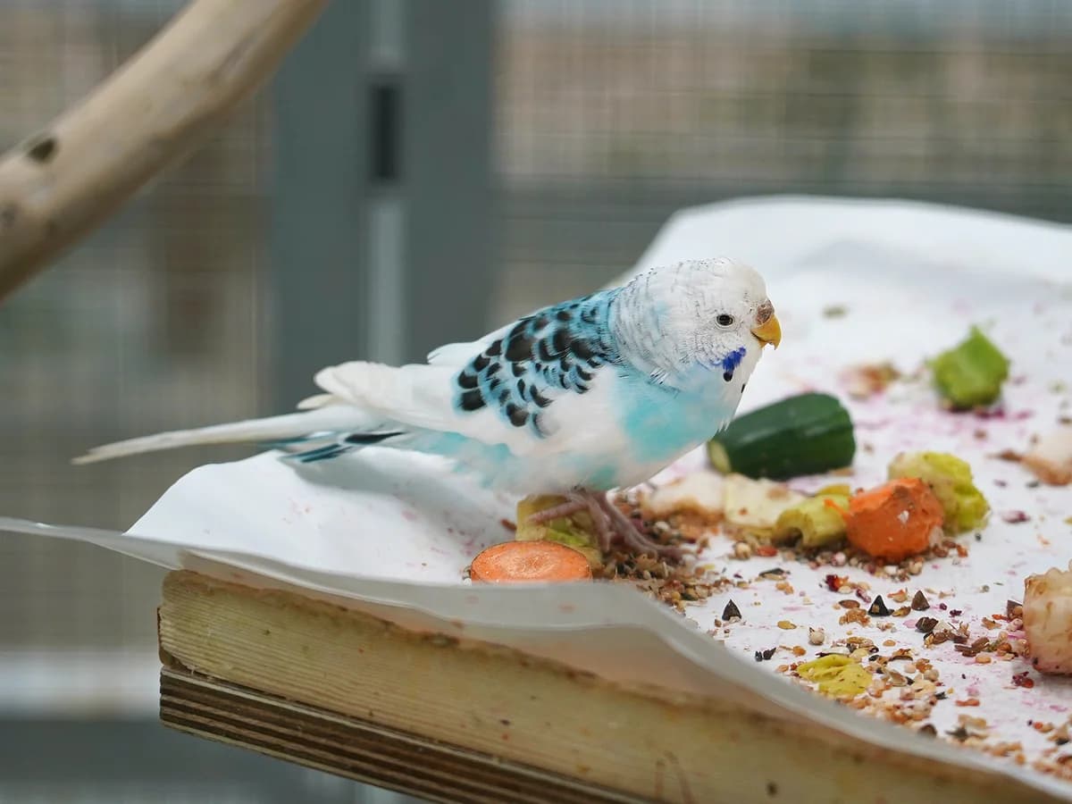 Diona, female mixed breed for adoption at Tierheim beider Basel, Basel