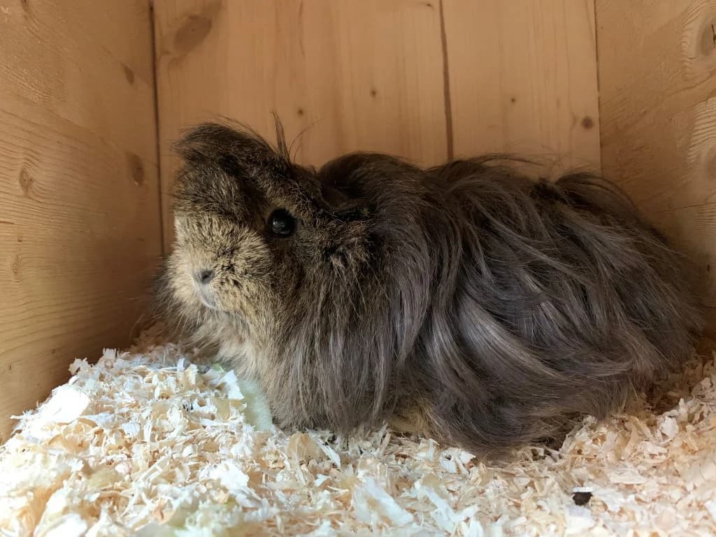 Eddie, male 4yo mixed breed for adoption at Tierheim beider Basel, Basel