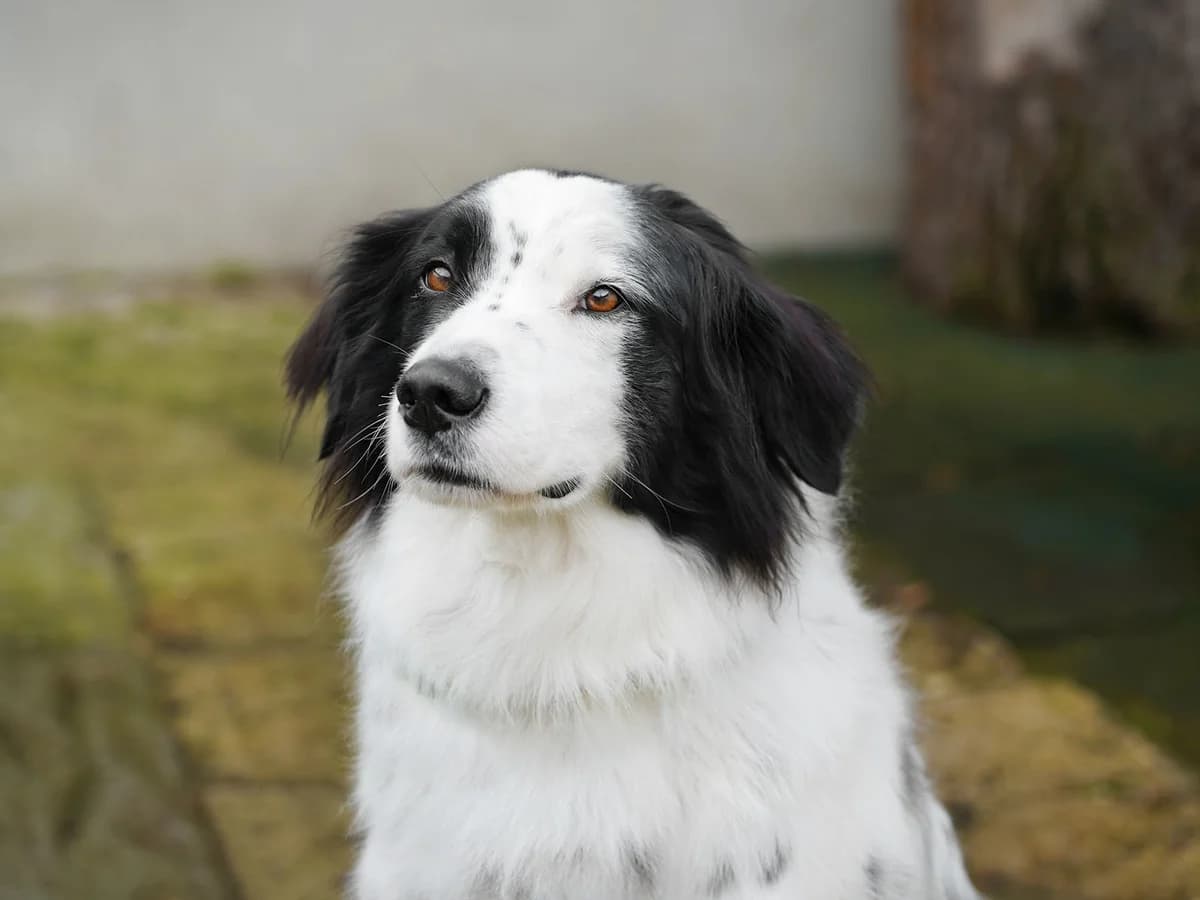 Gyros, weiss-schwarz male 7yo Mixed Breed for adoption at Tierheim beider Basel, Basel