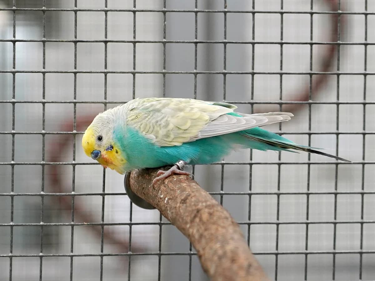Ikarus, male mixed breed for adoption at Tierheim beider Basel, Basel