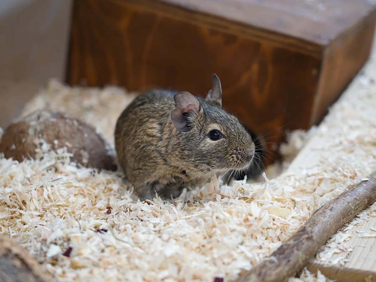 Jimmy, braun male 4yo Degu for adoption at Tierheim beider Basel, Basel