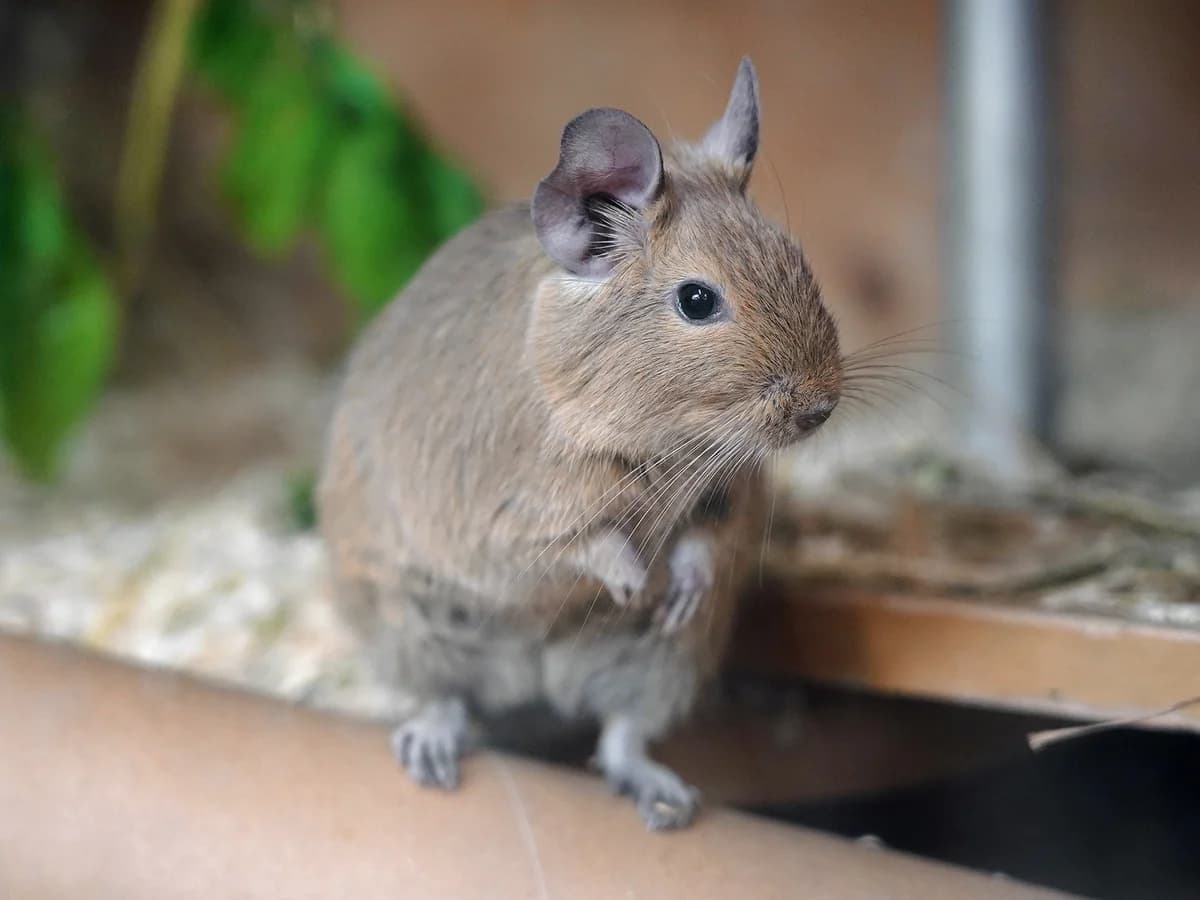 Keks, hellbraun female 4yo Degu for adoption at Tierheim beider Basel, Basel