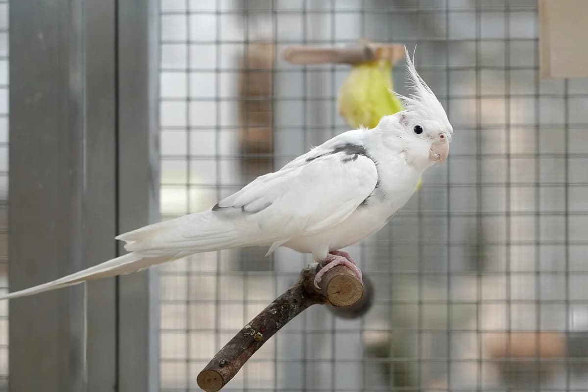 Khaleesi, weiss, wenig grau  mixed breed for adoption at Tierheim beider Basel, Basel