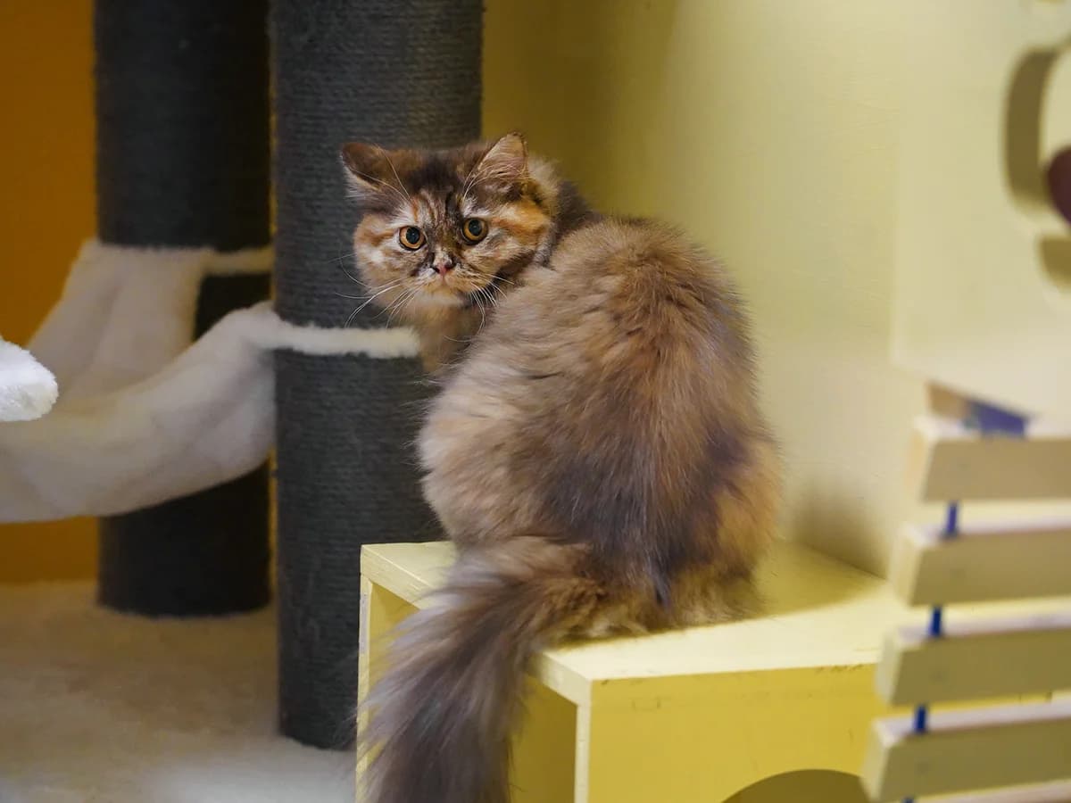 Maroussia, tortie female puppy Mixed Breed for adoption at Tierheim beider Basel, Basel