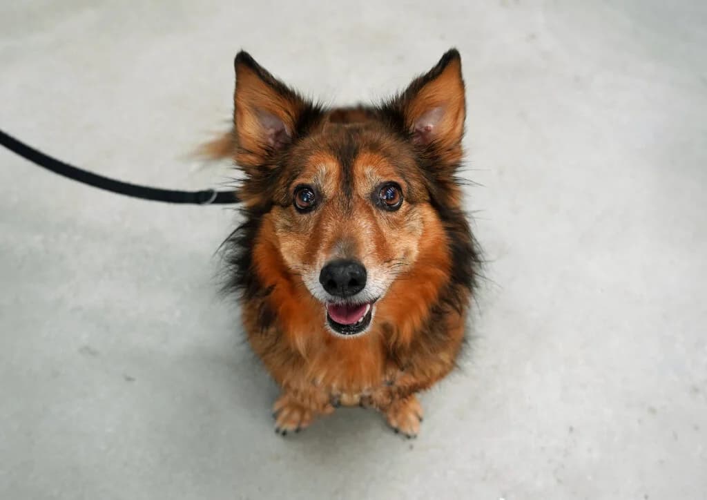 Mayla, Trikolor female senior Mixed Breed for adoption at Tierheim beider Basel, Basel
