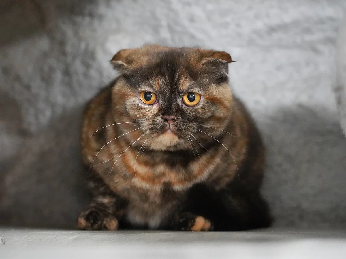 Miranda, Mixed Breed (Tierheim beider Basel)