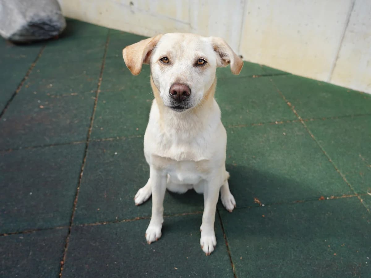 Nala, beige female 5yo Mixed Breed for adoption at Tierheim beider Basel, Basel