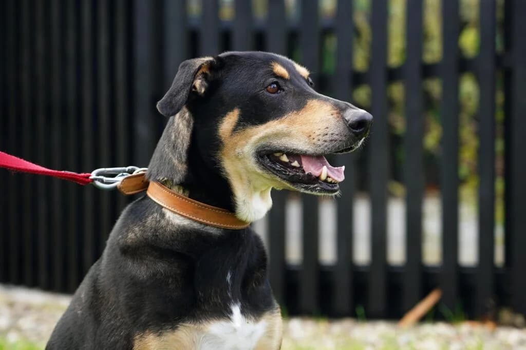 Rocky, Tricolor male 7yo Mixed Breed for adoption at Tierheim beider Basel, Basel