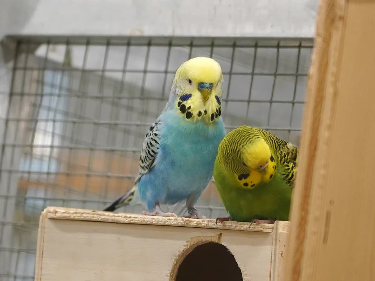 Sparkle, blau-gelb male mixed breed for adoption at Tierheim beider Basel, Basel