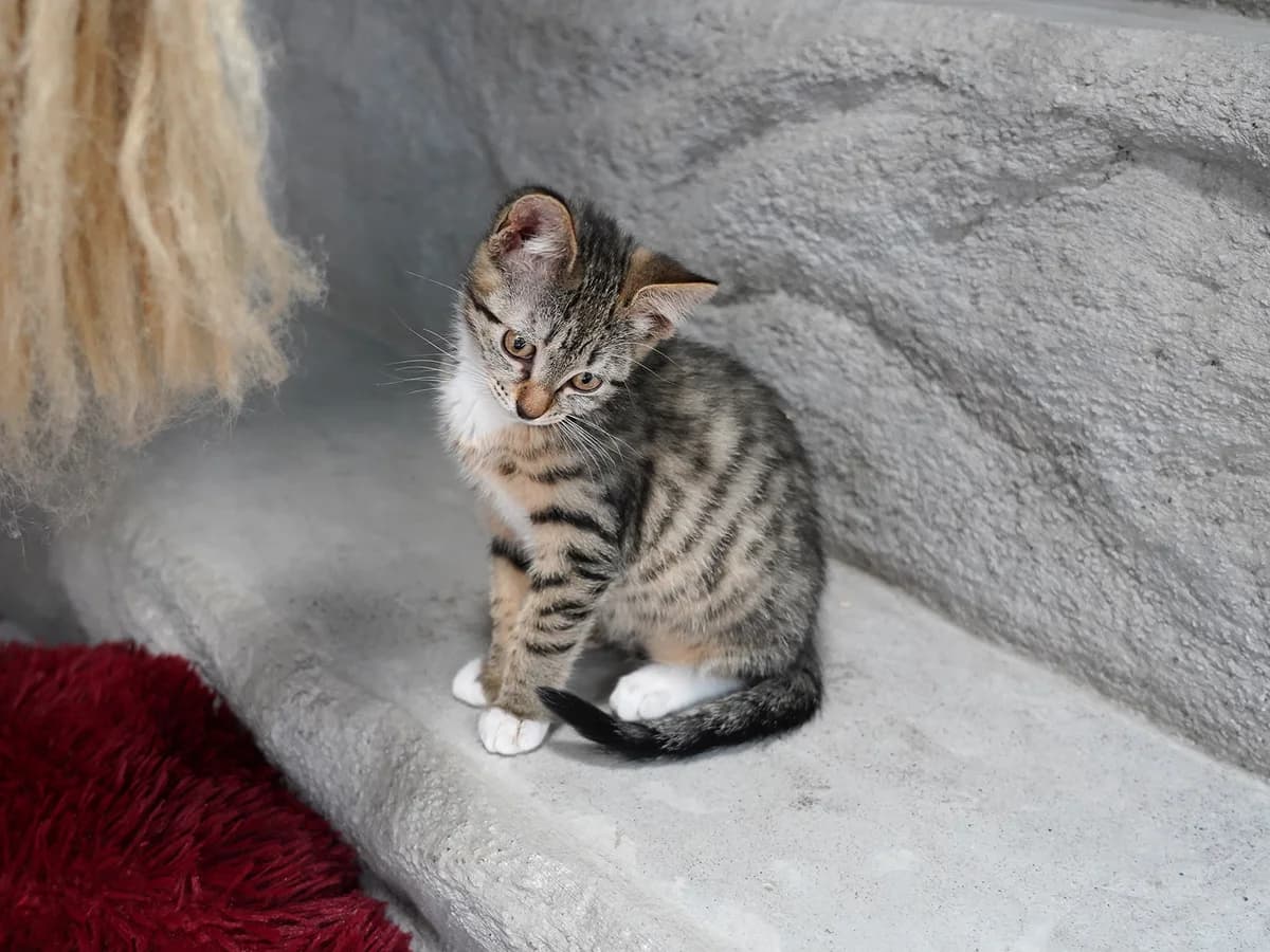 Stella, grau getigert female puppy Mixed Breed Cat for adoption at Tierheim beider Basel, Basel