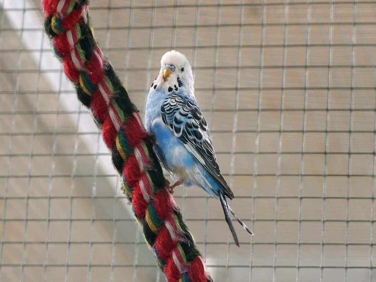 Wolki, male mixed breed for adoption at Tierheim beider Basel, Basel
