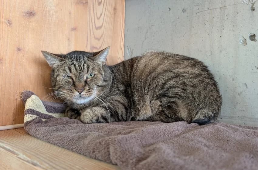 Beat, male senior mixed breed for adoption at Tierheim und Tierhotel Arche Chur