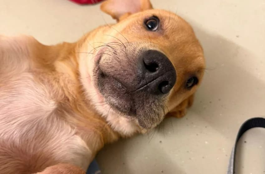 Brioche, male Staffordshire Bull Terrier for adoption at Tierheim und Tierhotel Arche Chur