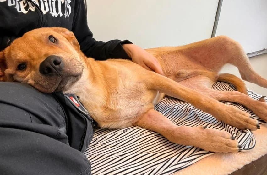 Brioche, male Staffordshire Bull Terrier for adoption at Tierheim und Tierhotel Arche Chur — photo 2 of 8