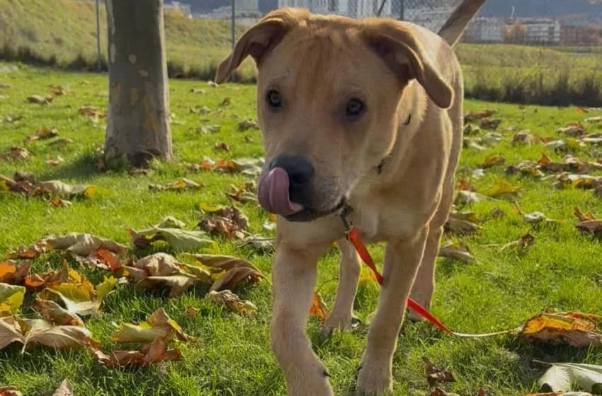 Brioche, male Staffordshire Bull Terrier for adoption at Tierheim und Tierhotel Arche Chur — photo 3 of 8