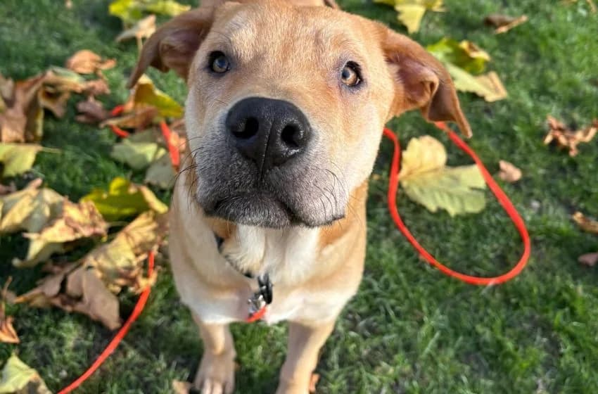 Brioche, male Staffordshire Bull Terrier for adoption at Tierheim und Tierhotel Arche Chur — photo 4 of 8