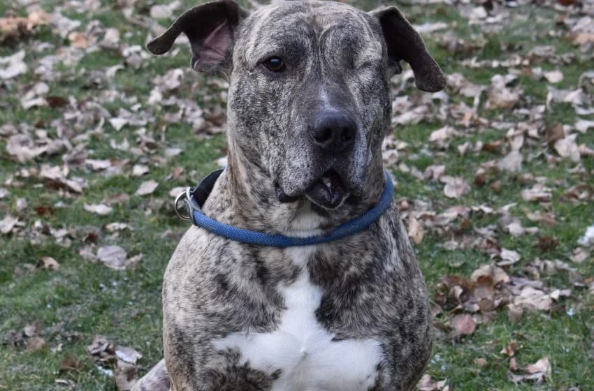 Bully, male senior American Staffordshire Terrier for adoption at Tierheim und Tierhotel Arche Chur