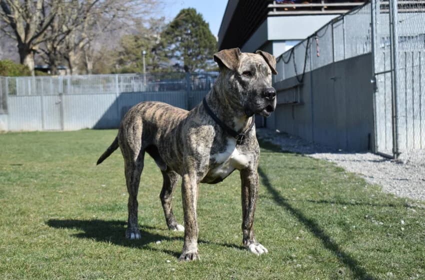 Bully, male American Staffordshire Terrier for adoption at Tierheim und Tierhotel Arche Chur — photo 2 of 20