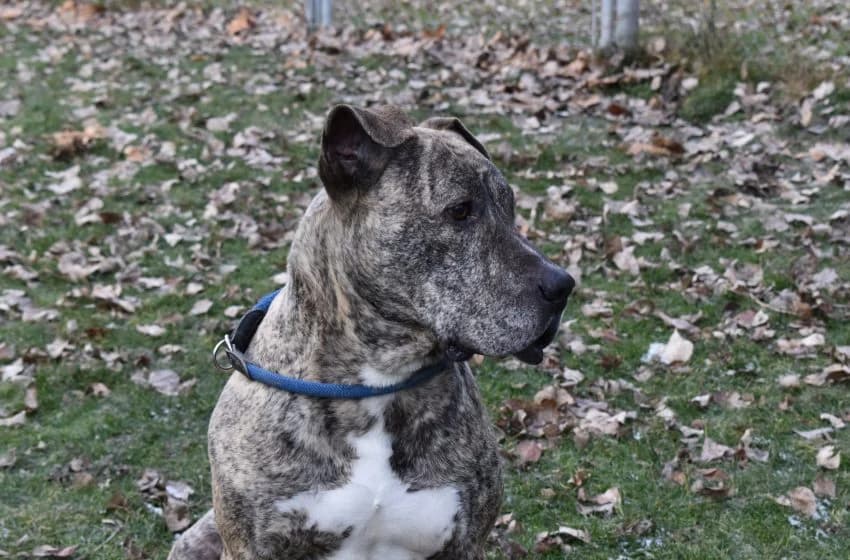 Bully, male American Staffordshire Terrier for adoption at Tierheim und Tierhotel Arche Chur — photo 3 of 20