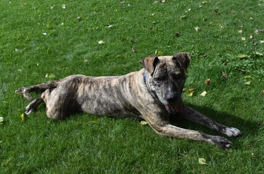 Bully, male American Staffordshire Terrier for adoption at Tierheim und Tierhotel Arche Chur — photo 4 of 20