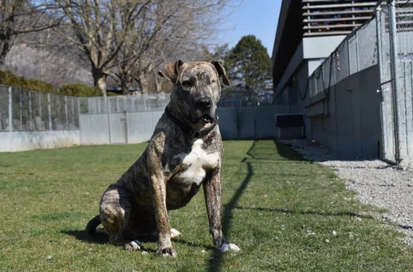 Bully, male American Staffordshire Terrier for adoption at Tierheim und Tierhotel Arche Chur — photo 5 of 20