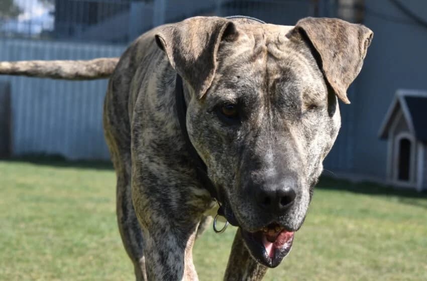 Bully, male American Staffordshire Terrier for adoption at Tierheim und Tierhotel Arche Chur — photo 6 of 20