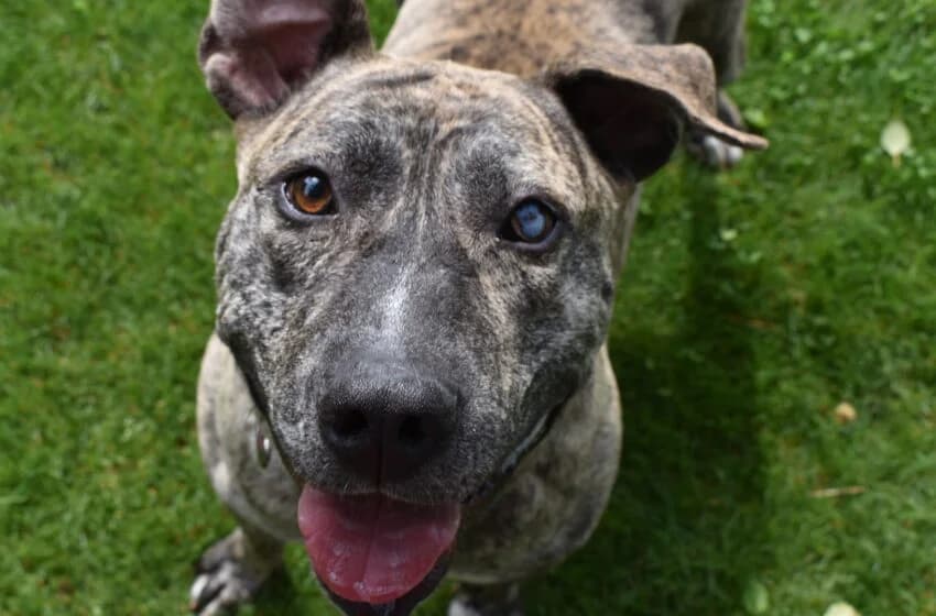 Bully, male American Staffordshire Terrier for adoption at Tierheim und Tierhotel Arche Chur — photo 7 of 20