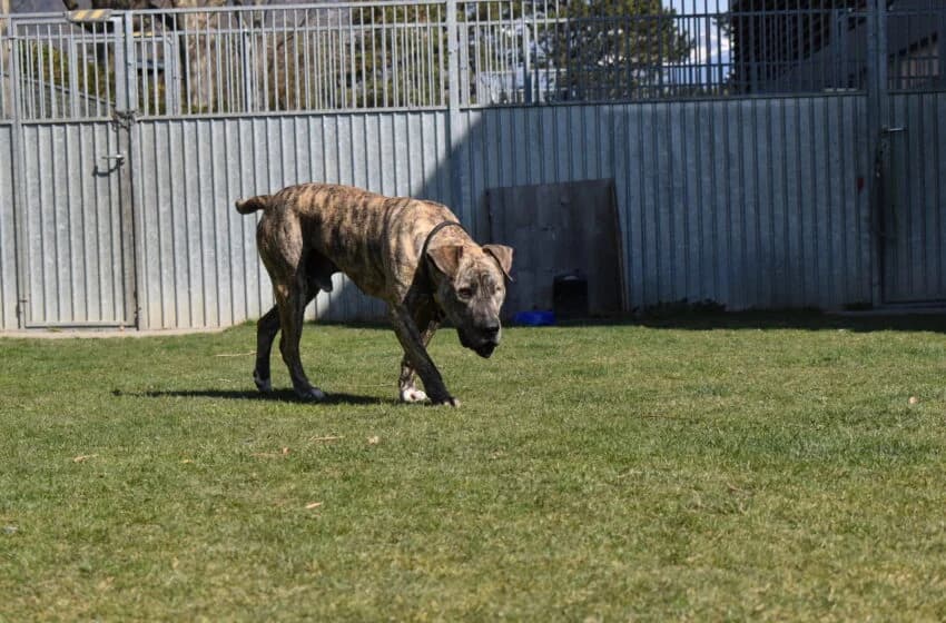 Bully, male American Staffordshire Terrier for adoption at Tierheim und Tierhotel Arche Chur — photo 8 of 20