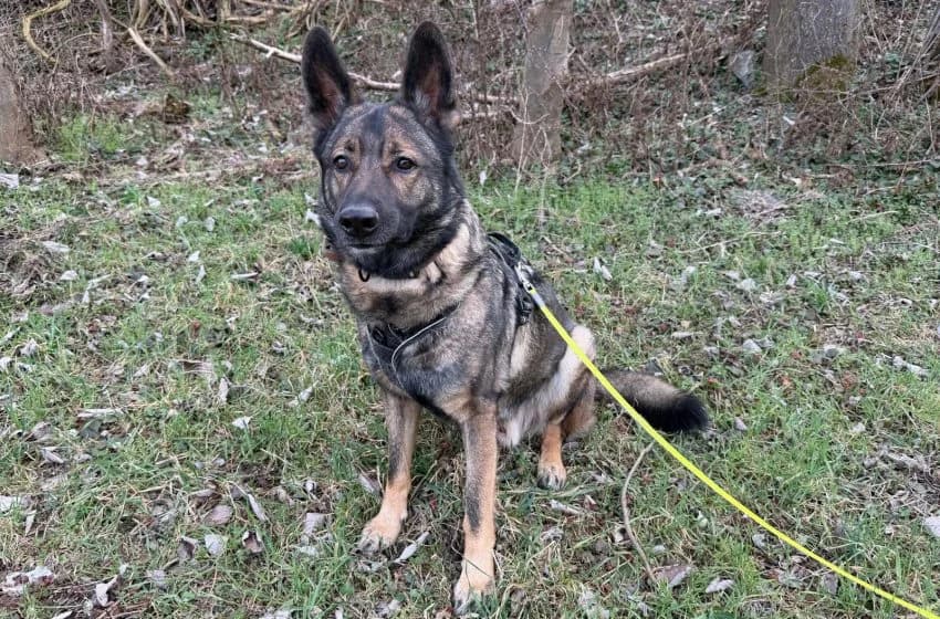 Esra, male German Shepherd for adoption at Tierheim und Tierhotel Arche Chur