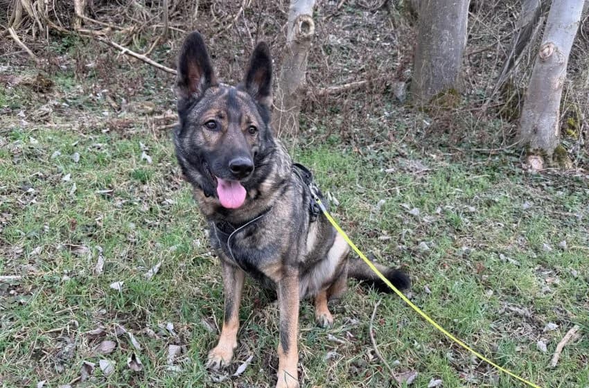 Esra, male German Shepherd for adoption at Tierheim und Tierhotel Arche Chur — photo 3 of 6