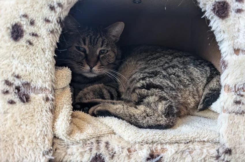 Kari & Beat, male mixed breed for adoption at Tierheim und Tierhotel Arche Chur