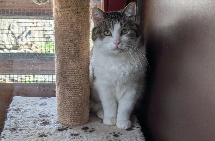 Kari & Beat, male mixed breed for adoption at Tierheim und Tierhotel Arche Chur — photo 2 of 4