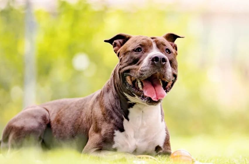 Oreo, male young mixed breed for adoption at Tierheim und Tierhotel Arche Chur