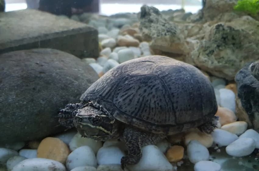 Peanut, female Mixed Breed for adoption at Tierheim und Tierhotel Arche Chur