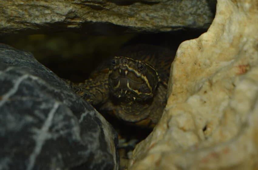 Peanut, female Mixed Breed for adoption at Tierheim und Tierhotel Arche Chur — photo 2 of 8