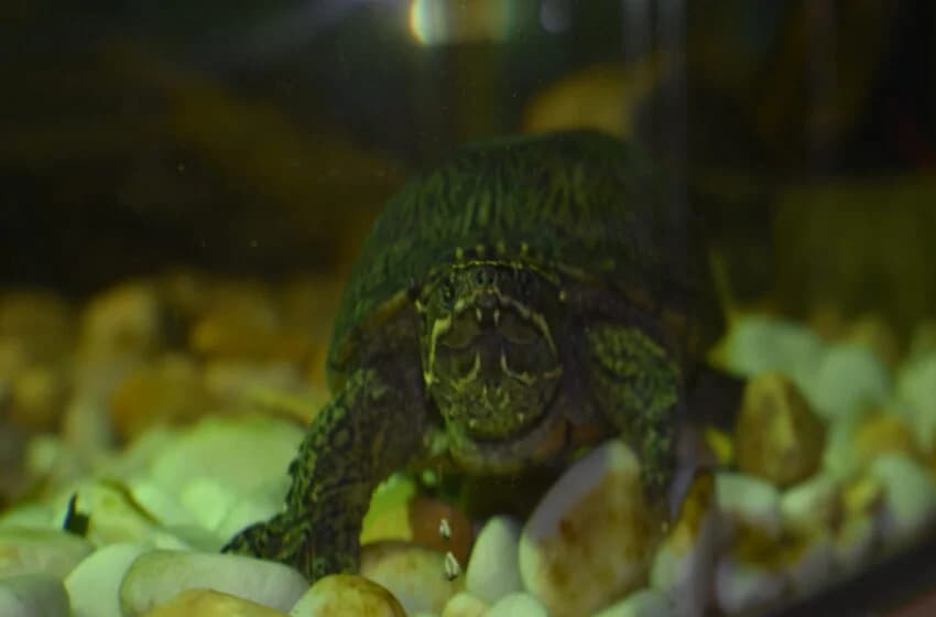 Peanut, female Mixed Breed for adoption at Tierheim und Tierhotel Arche Chur — photo 3 of 8