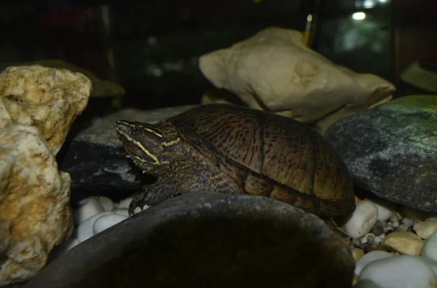 Peanut, female Mixed Breed for adoption at Tierheim und Tierhotel Arche Chur — photo 4 of 8