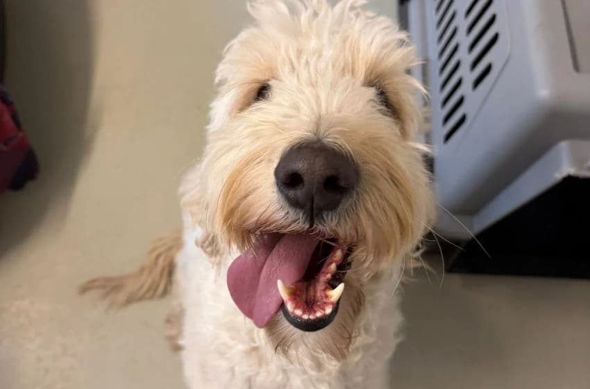 Summer, female 3yo Goldendoodle for adoption at Tierheim und Tierhotel Arche Chur