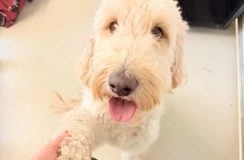 Summer, female Goldendoodle for adoption at Tierheim und Tierhotel Arche Chur — photo 2 of 6