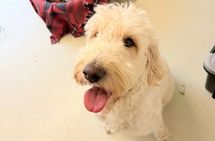 Summer, female Goldendoodle for adoption at Tierheim und Tierhotel Arche Chur — photo 3 of 6