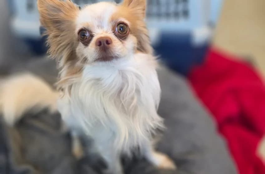 Yuki, male 4yo Chihuahua for adoption at Tierheim und Tierhotel Arche Chur