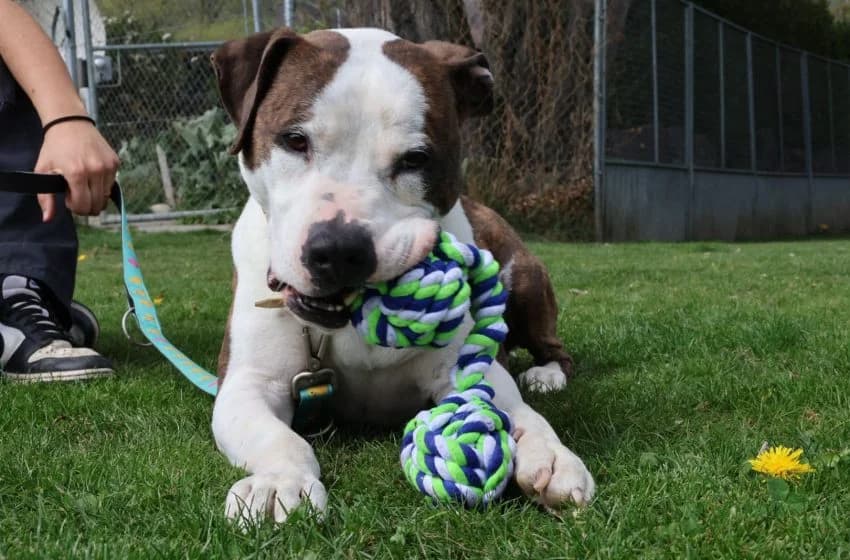 Zeus, male senior Pit Bull Terrier for adoption at Tierheim und Tierhotel Arche Chur