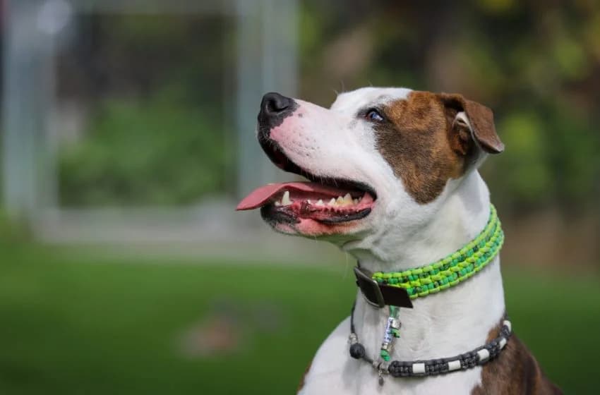 Zeus, male Pit Bull Terrier for adoption at Tierheim und Tierhotel Arche Chur — photo 2 of 20