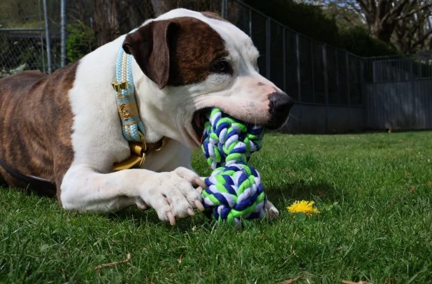 Zeus, male Pit Bull Terrier for adoption at Tierheim und Tierhotel Arche Chur — photo 3 of 20