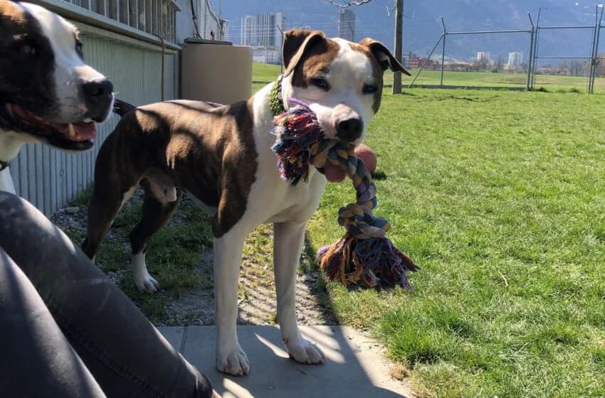 Zeus, male Pit Bull Terrier for adoption at Tierheim und Tierhotel Arche Chur — photo 4 of 20