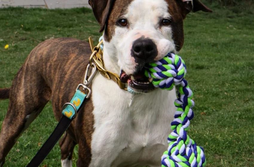 Zeus, male Pit Bull Terrier for adoption at Tierheim und Tierhotel Arche Chur — photo 5 of 20