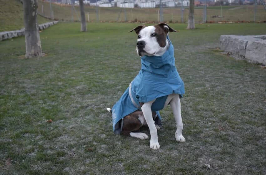 Zeus, male Pit Bull Terrier for adoption at Tierheim und Tierhotel Arche Chur — photo 6 of 20