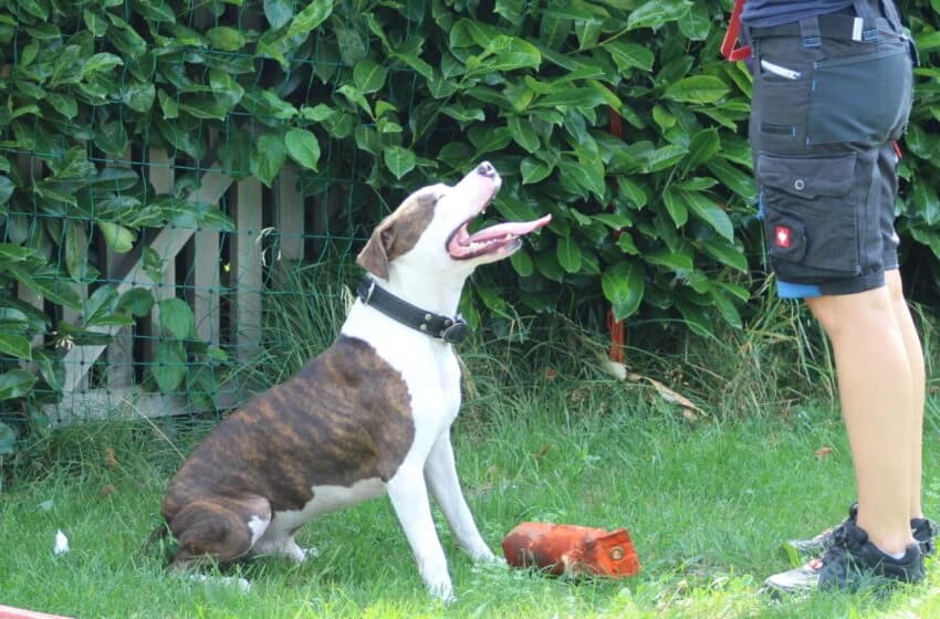Zeus, male Pit Bull Terrier for adoption at Tierheim und Tierhotel Arche Chur — photo 7 of 20