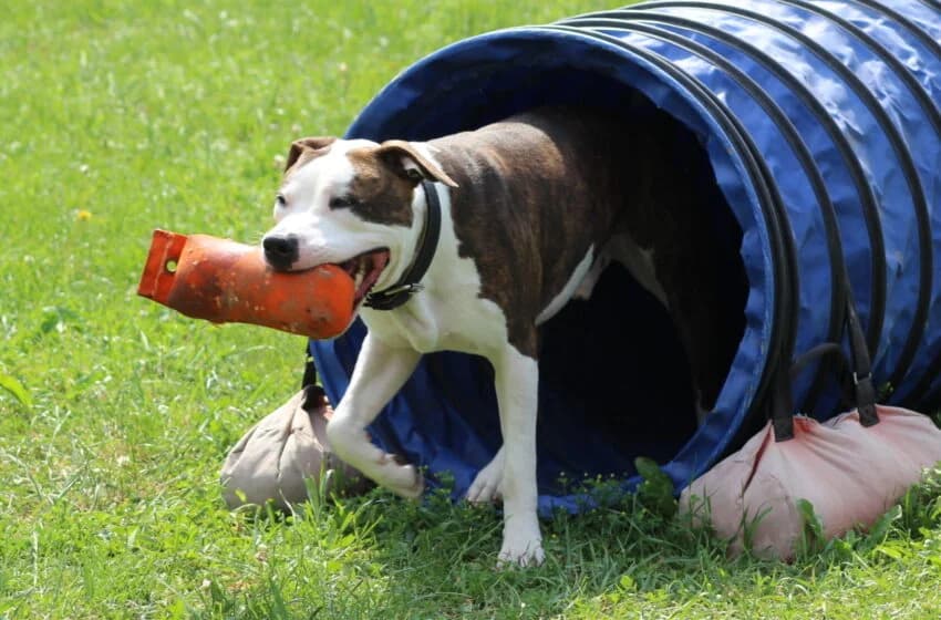 Zeus, male Pit Bull Terrier for adoption at Tierheim und Tierhotel Arche Chur — photo 8 of 20